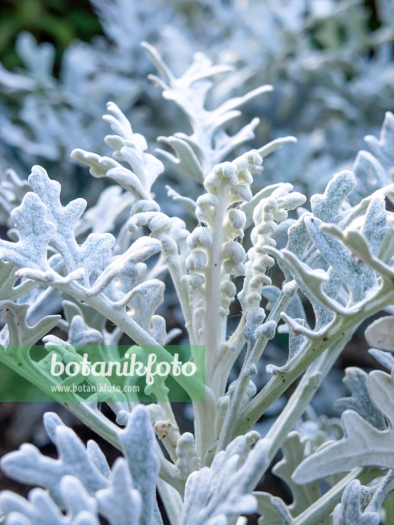 464032 - Weißfilziges Greiskraut (Senecio cineraria)