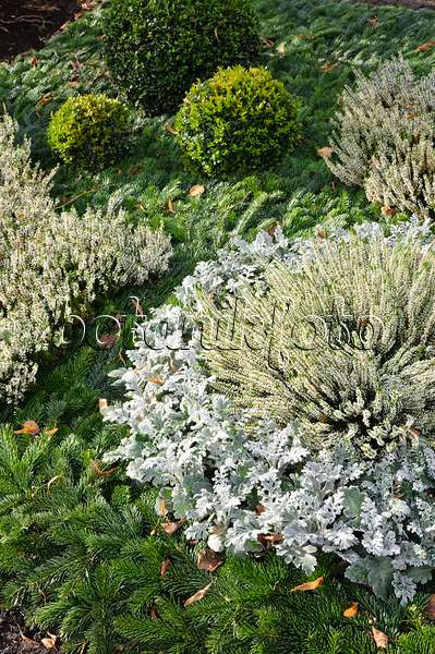 466065 - Weißfilziges Greiskraut (Senecio cineraria), Besenheide (Calluna vulgaris) und Gewöhnlicher Buchsbaum (Buxus sempervirens)
