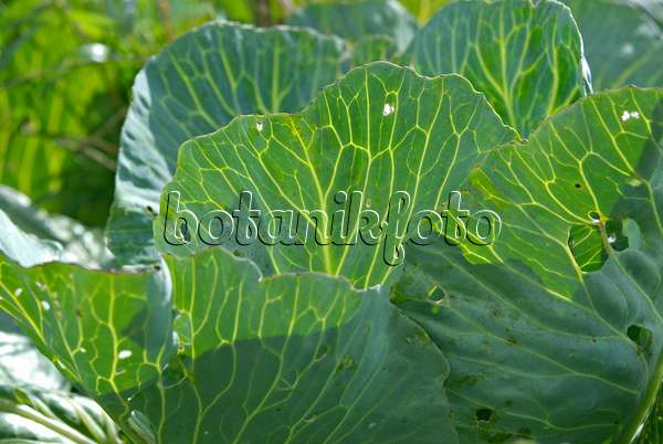 457042 - Weißkohl (Brassica oleracea var. capitata f. alba)
