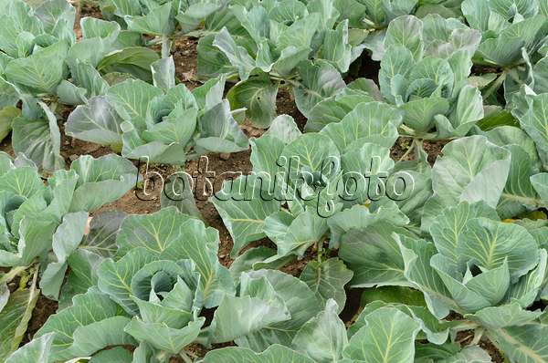 497069 - Weißkohl (Brassica oleracea var. capitata f. alba 'Bloktor')