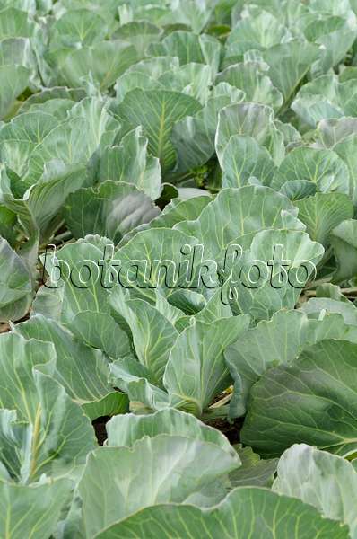 497070 - Weißkohl (Brassica oleracea var. capitata f. alba 'Bloktor')