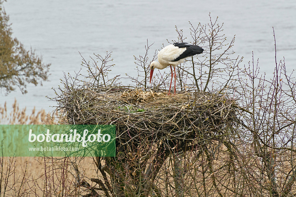 555022 - Weißstorch (Ciconia ciconia) in seinem Nest