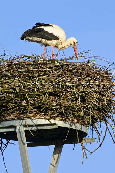 555003 - Weißstorch (Ciconia ciconia) steht in seinem Nest und sortiert Zweige vor blauem Himmel