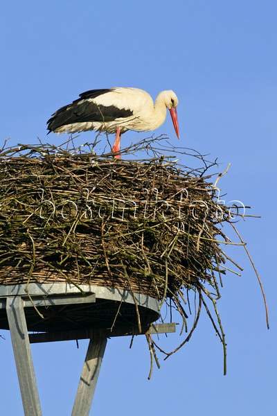 555004 - Weißstorch (Ciconia ciconia) steht in seinem Nest und hält Ausschau vor blauem Himmel