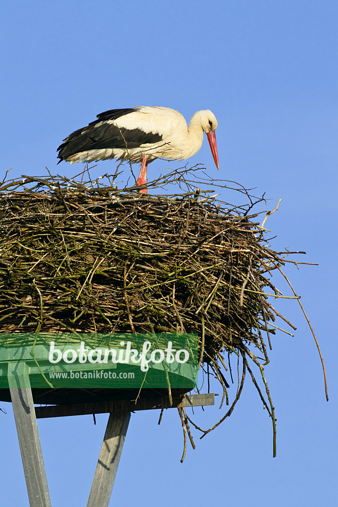 555004 - Weißstorch (Ciconia ciconia) steht in seinem Nest und hält Ausschau vor blauem Himmel