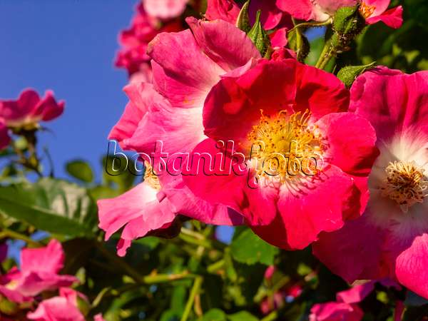 438312 - Wichuraiana-Rose (Rosa American Pillar)