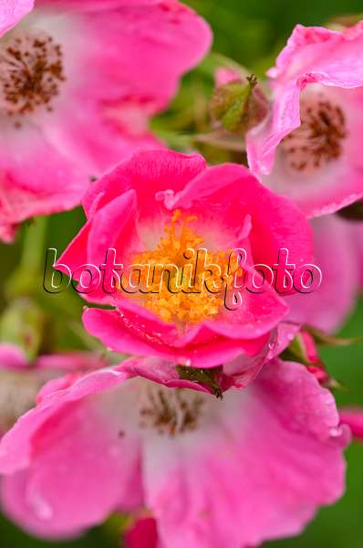 521438 - Wichuraiana-Rose (Rosa American Pillar)