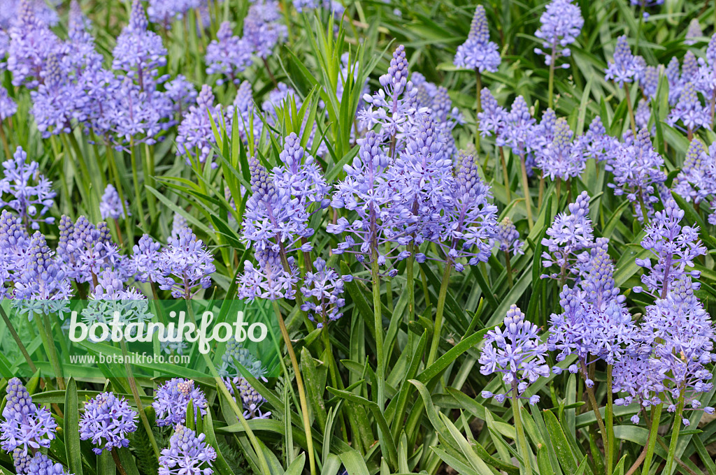 472112 - Wiesenblaustern (Scilla litardierei)