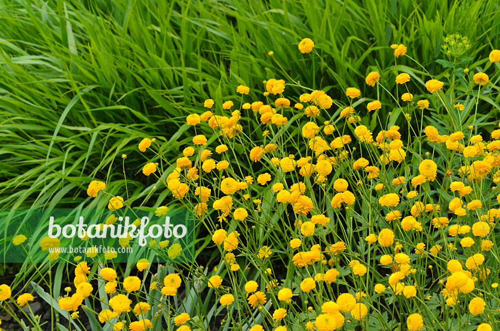 496230 - Wiesenhahnenfuß (Ranunculus acris 'Multiplex')