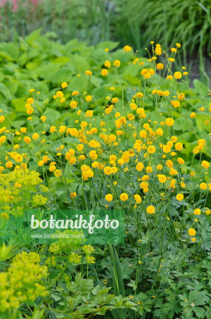 520344 - Wiesenhahnenfuß (Ranunculus acris 'Multiplex')