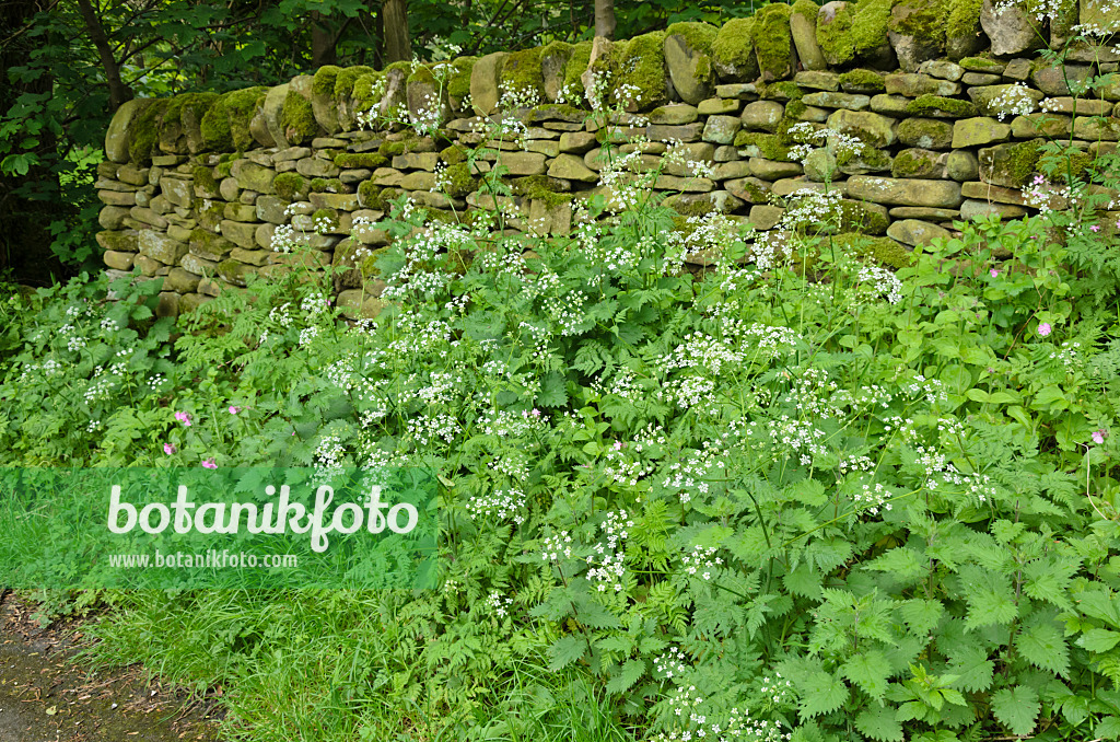 533502 - Wiesenkerbel (Anthriscus sylvestris) und Große Brennnessel (Urtica dioica) an einer bemoosten Feldsteinmauer