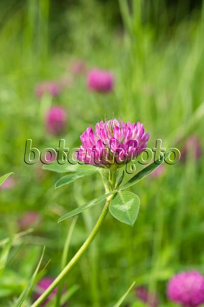 510032 - Wiesenklee (Trifolium pratense)