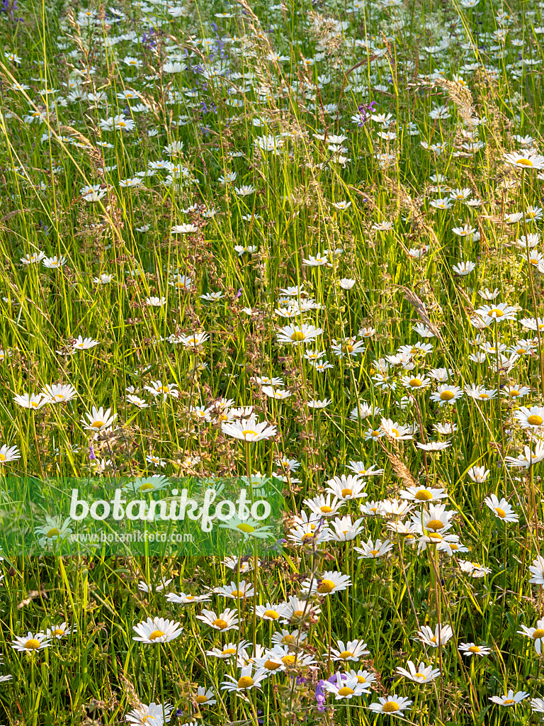 414022 - Wiesenmargerite (Leucanthemum vulgare)