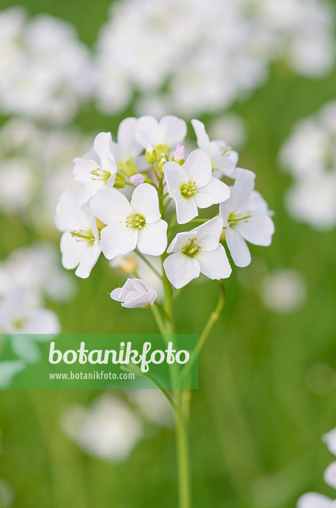 531074 - Wiesenschaumkraut (Cardamine pratensis)