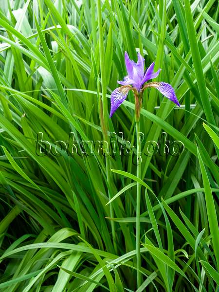 437440 - Wiesenschwertlilie (Iris sibirica)