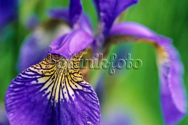 440205 - Wiesenschwertlilie (Iris sibirica)