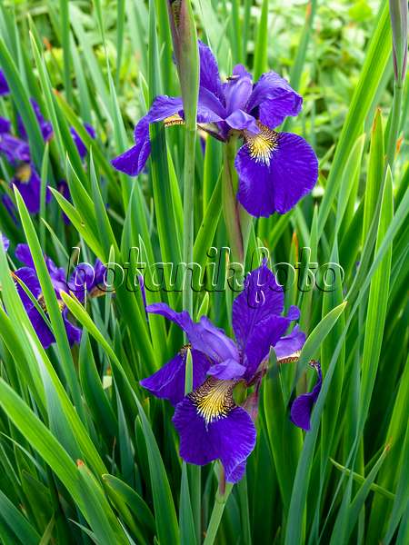 448103 - Wiesenschwertlilie (Iris sibirica)