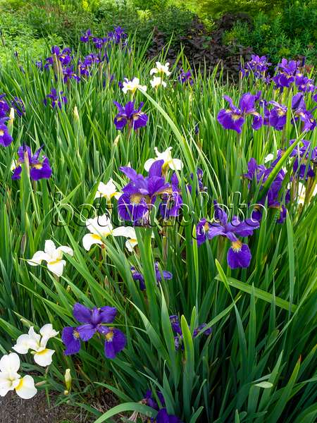 448107 - Wiesenschwertlilie (Iris sibirica)