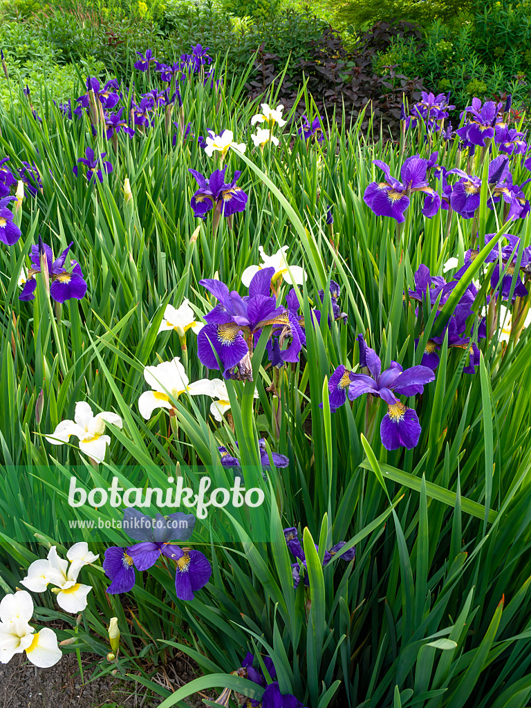 448107 - Wiesenschwertlilie (Iris sibirica)