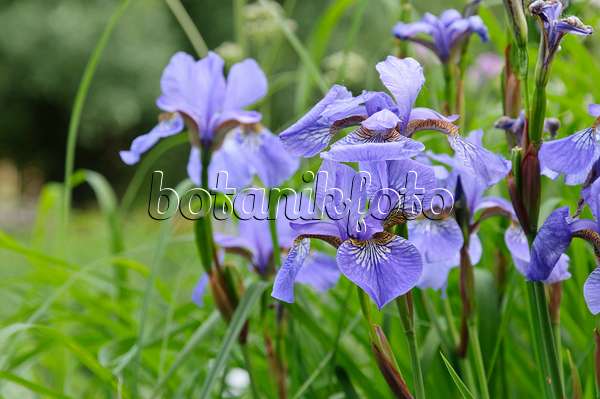 472381 - Wiesenschwertlilie (Iris sibirica)