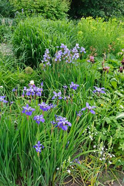 472394 - Wiesenschwertlilie (Iris sibirica)