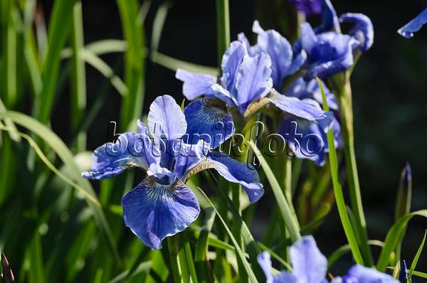 496264 - Wiesenschwertlilie (Iris sibirica)