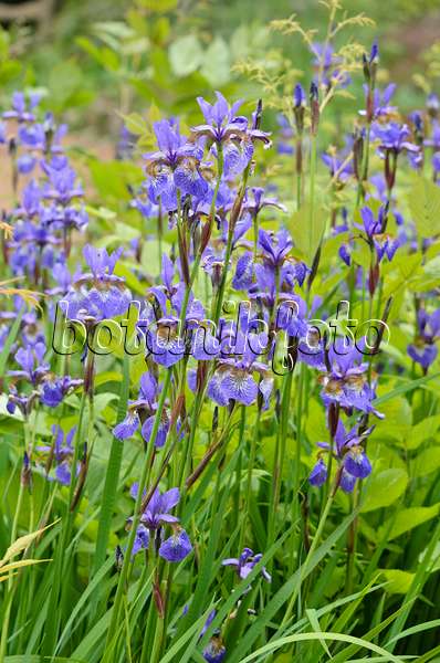 533524 - Wiesenschwertlilie (Iris sibirica)