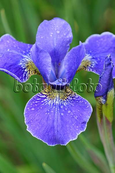 533538 - Wiesenschwertlilie (Iris sibirica 'Caesar's Brother')
