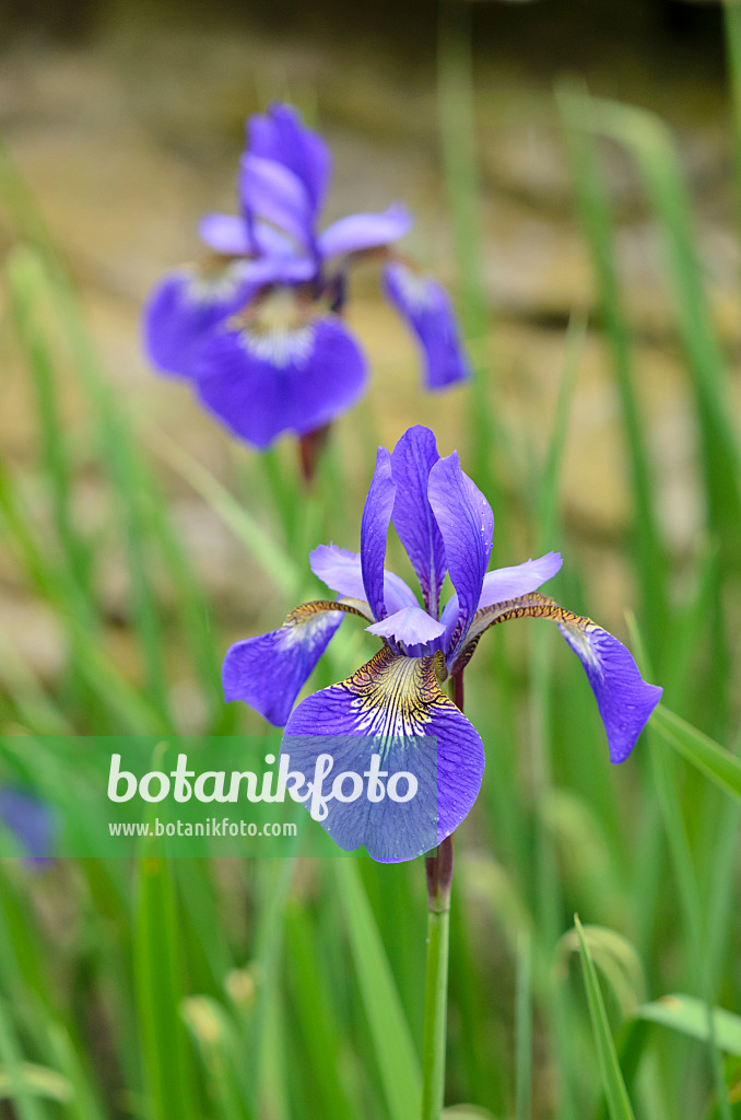 533539 - Wiesenschwertlilie (Iris sibirica 'Caesar's Brother')