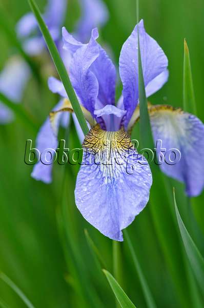 533537 - Wiesenschwertlilie (Iris sibirica 'Perry's Blue')