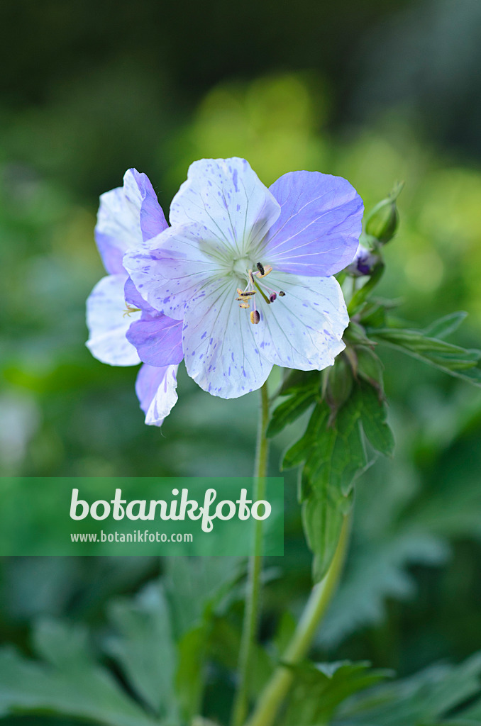 496273 - Wiesenstorchschnabel (Geranium pratense 'Splish Splash')