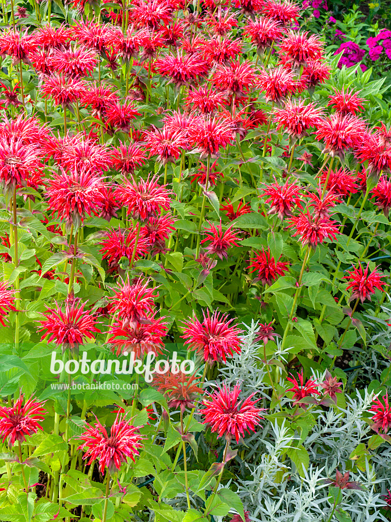 439200 - Wilde Indianernessel (Monarda fistulosa 'Gardenview Red')