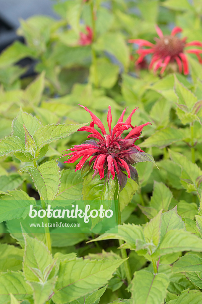 625282 - Wilde Indianernessel (Monarda fistulosa 'Gardenview Scarlet')