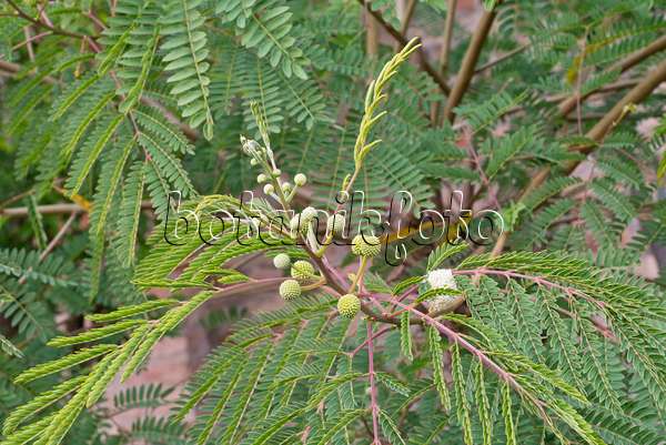 573100 - Wilde Tamarinde (Leucaena leucocephala)