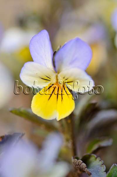 483356 - Wildes Veilchen (Viola tricolor)