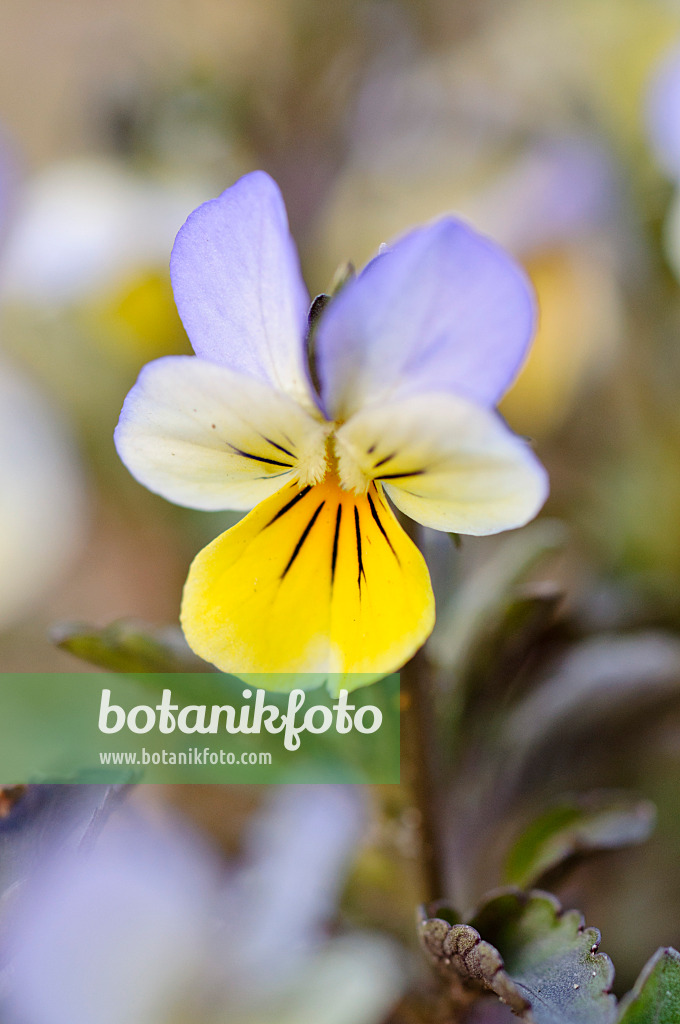 483356 - Wildes Veilchen (Viola tricolor)