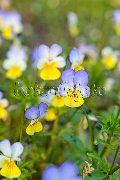 484194 - Wildes Veilchen (Viola tricolor)