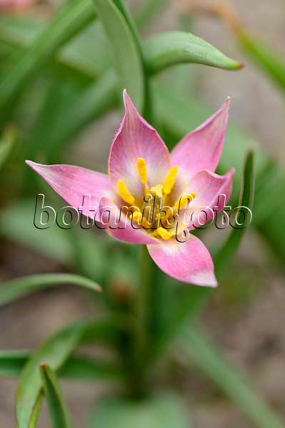 483364 - Wildtulpe (Tulipa aucheriana)