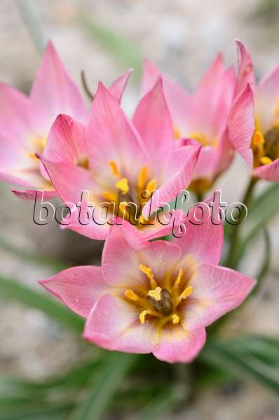 507176 - Wildtulpe (Tulipa aucheriana)