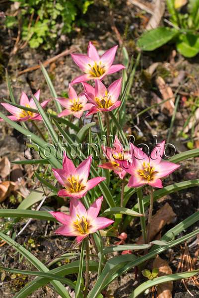 556092 - Wildtulpe (Tulipa aucheriana)