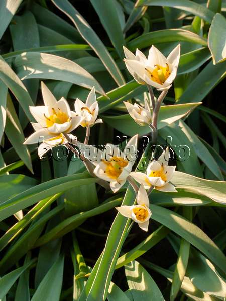 400067 - Wildtulpe (Tulipa bifloriformis)