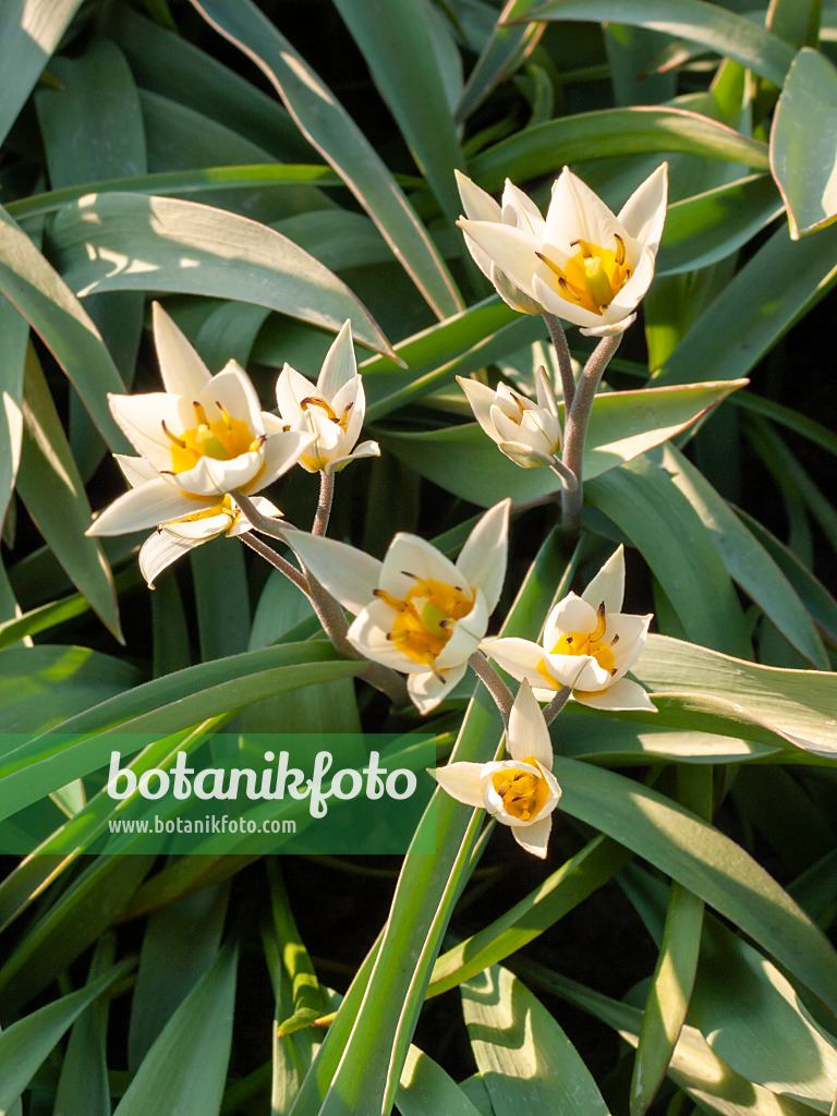 400067 - Wildtulpe (Tulipa bifloriformis)