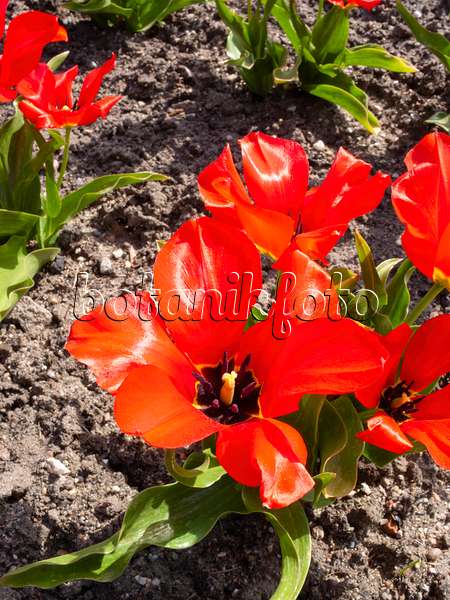 400112 - Wildtulpe (Tulipa fosteriana)