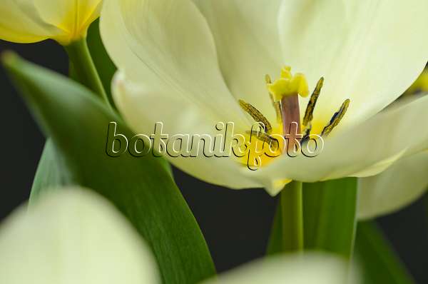 495117 - Wildtulpe (Tulipa fosteriana 'Purissima')