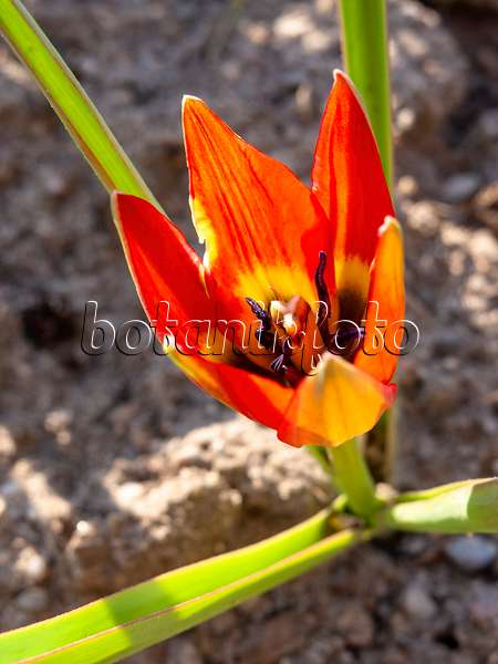 437143 - Wildtulpe (Tulipa hageri)