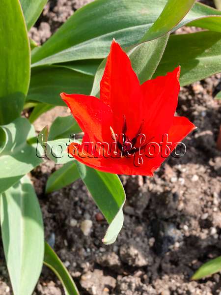 400113 - Wildtulpe (Tulipa praestans)