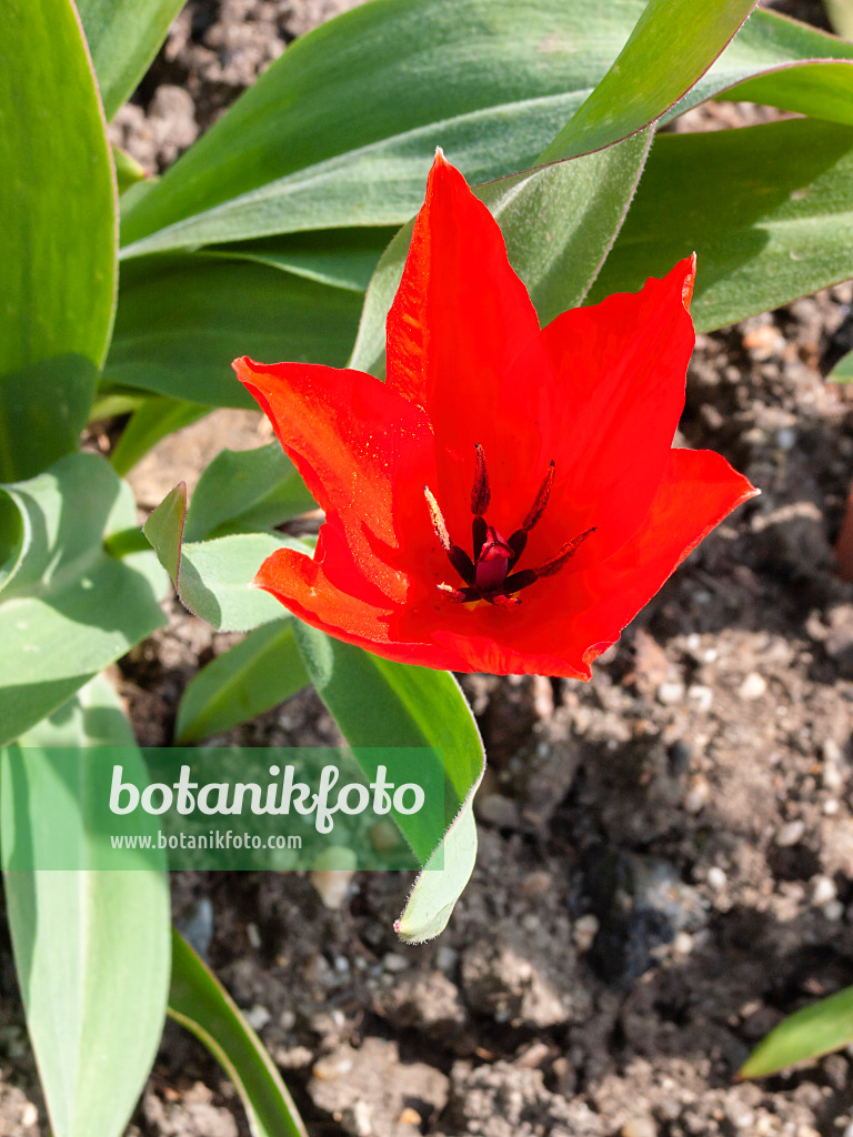 400113 - Wildtulpe (Tulipa praestans)