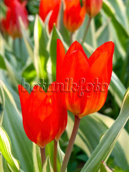 437099 - Wildtulpe (Tulipa praestans 'Unicum')