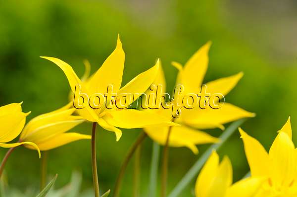 495163 - Wildtulpe (Tulipa sylvestris)