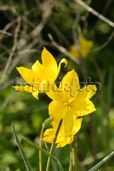 495206 - Wildtulpe (Tulipa sylvestris)